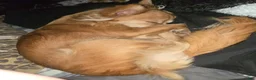 Chihuahua dogs for sale: Cream Boy - Ad 5
