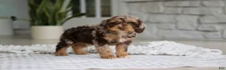 Cockapoo dogs for sale: Maverick - Ad 5