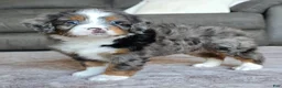 Mini Bernedoodle dogs for sale: Mini Maggie - Ad 15
