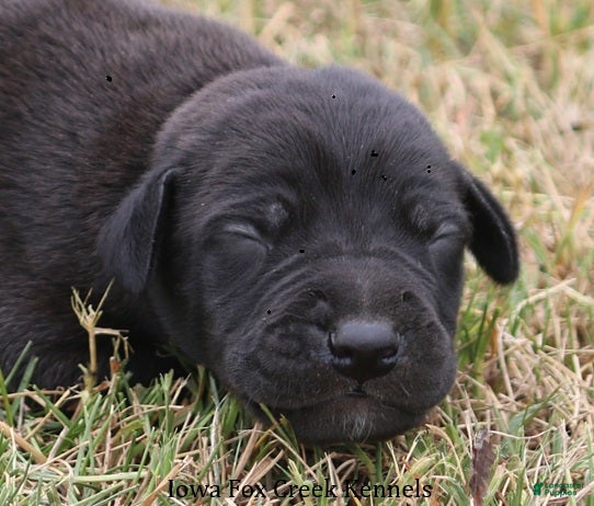 Great Dane dogs Shadow - Ad 25