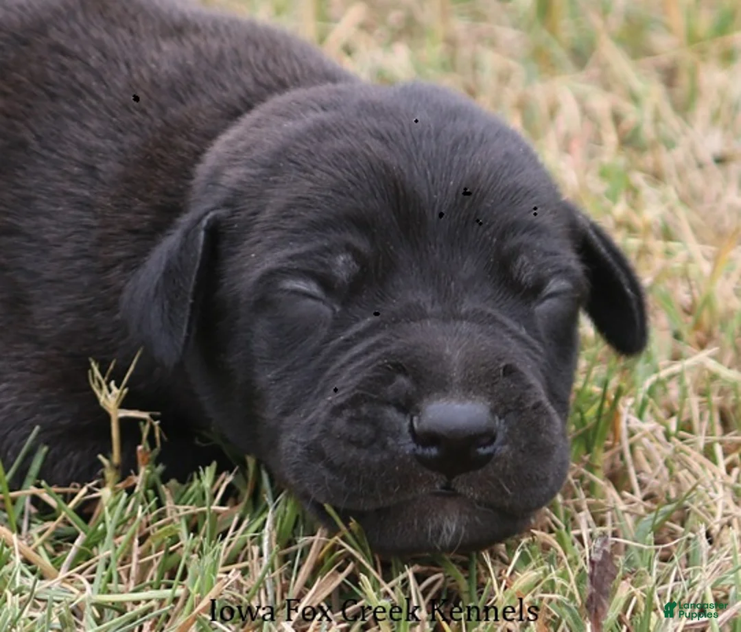 Great Dane dogs for sale: Shadow - Ad 1