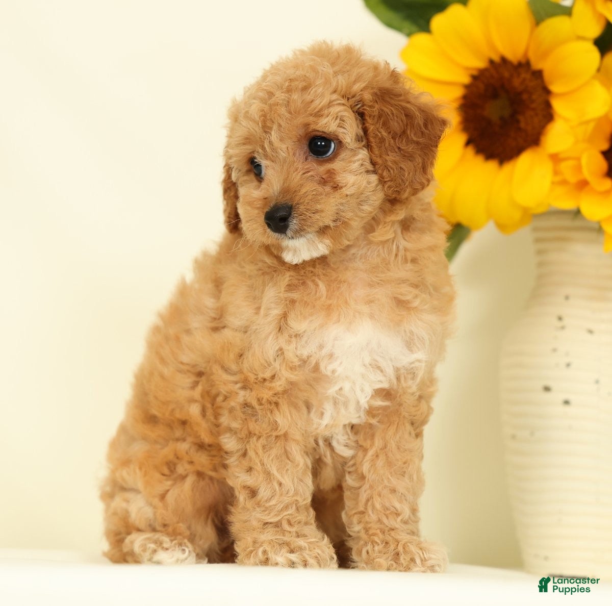 Cavapoo dogs Mindy - Ad 2