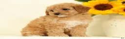 Cavapoo dogs for sale: Mindy - Ad 2