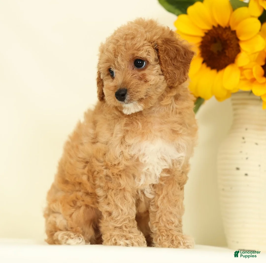 Cavapoo dogs for sale: Mindy - Ad 2