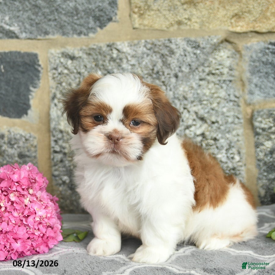 Shih Tzu dogs Harper  - Ad 1