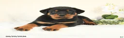 Rottweiler dogs for sale: Charlie - Ad 3