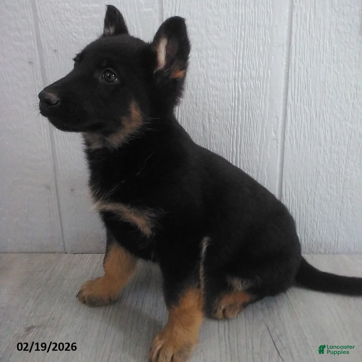 German Shepherd dogs London - Ad 2