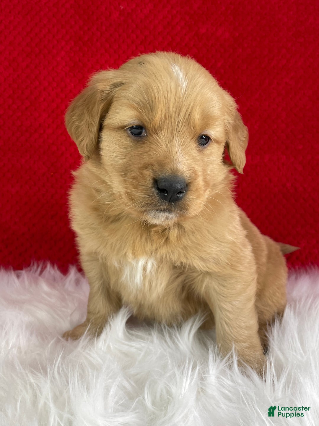 Golden Retriever dogs for sale: Rudolph - Ad 4
