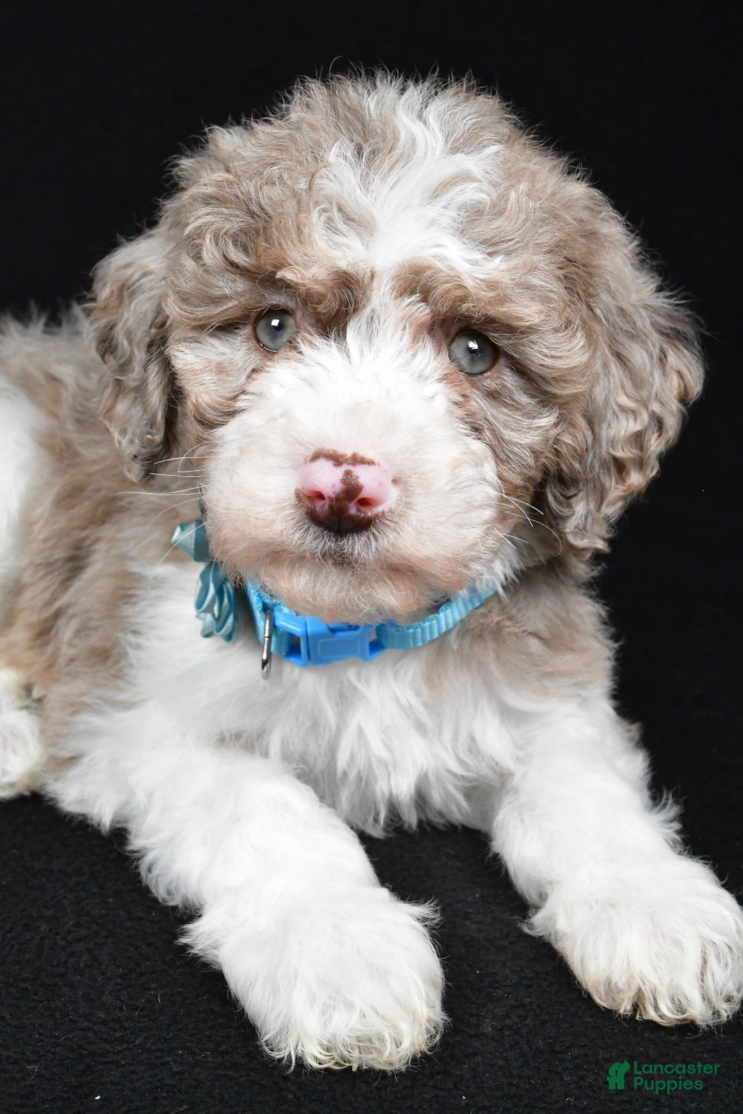 Sheepadoodle dogs for sale: Cotton - Ad 3