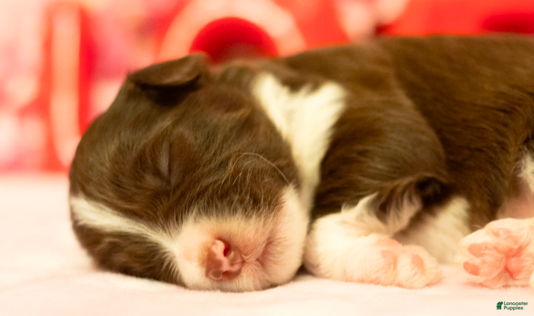 Toy Australian Shepherd dogs Rosie - Ad 2