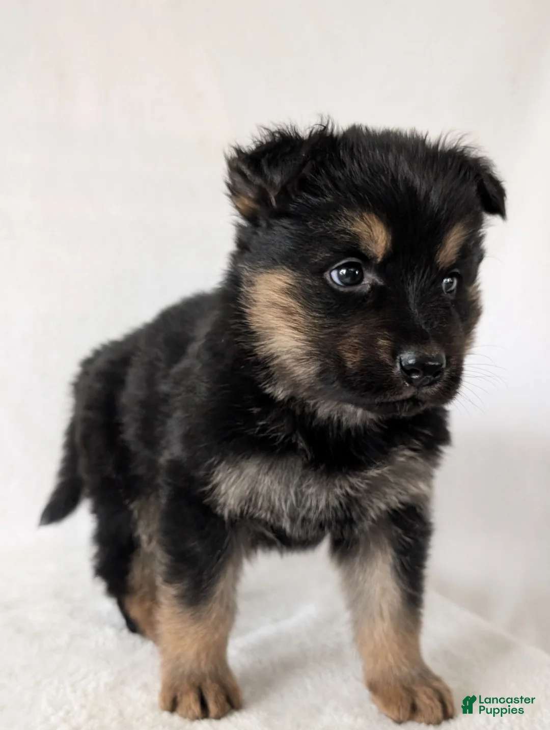 German Shepherd dogs for sale: Bella  - Ad 6