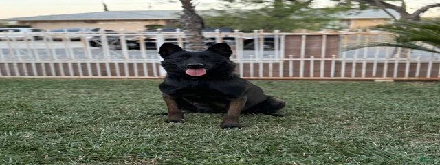 Pantera 