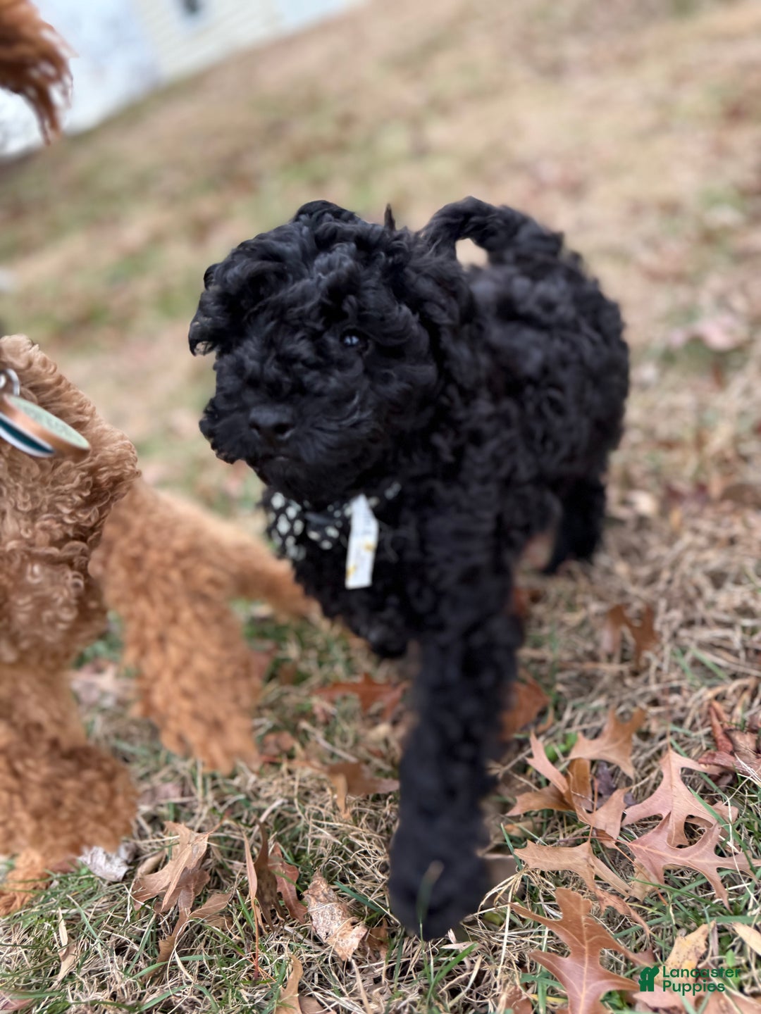 Toy Poodle dogs for sale: Dash - Ad 12