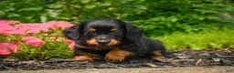 Miniature Dachshund dogs for sale: AKC-Jane - Ad 2