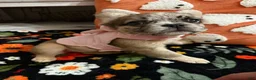 French Bulldog dogs for sale: French Bulldog 6 - Ad 3