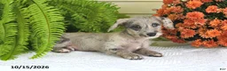 Mixed Breed dogs for sale: Trixie - Ad 3