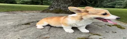 Welsh Corgi Pembroke dogs for sale: SKYLER - Ad 6