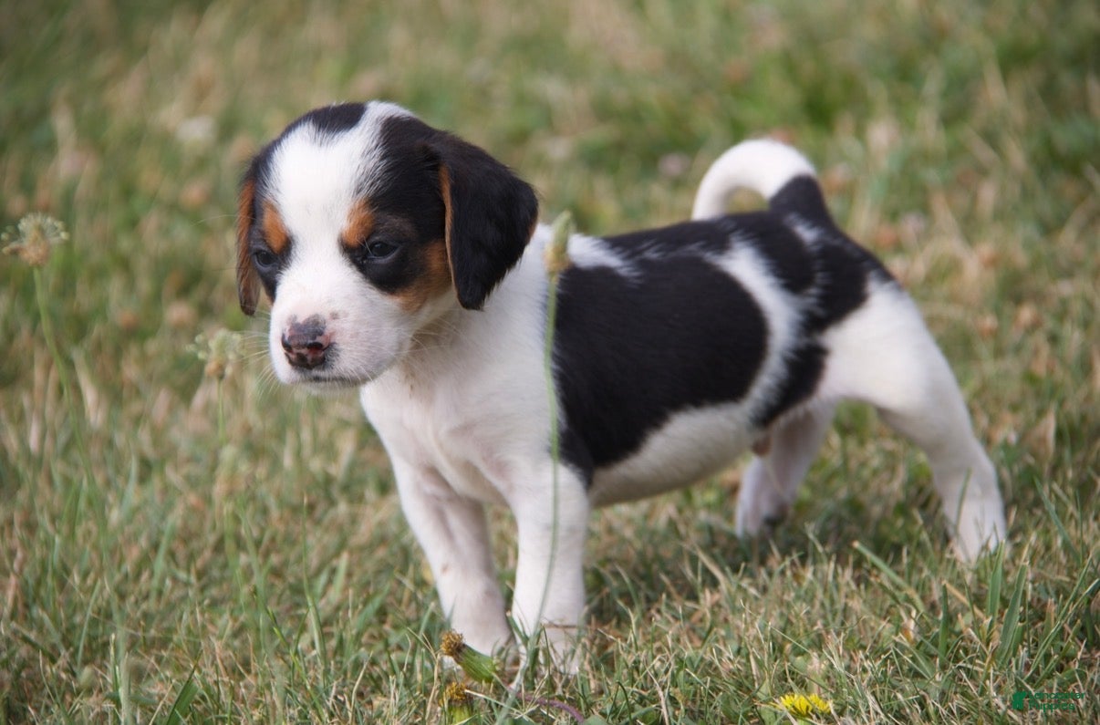 Mixed Breed dogs Mixed Breed 2 - Ad 2