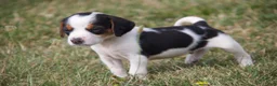 Mixed Breed dogs for sale: Mixed Breed 2 - Ad 2