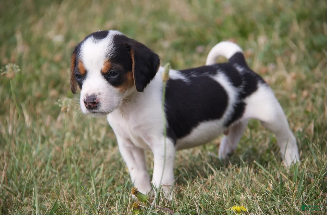 Mixed Breed dogs for sale: Mixed Breed 2 - Ad 2