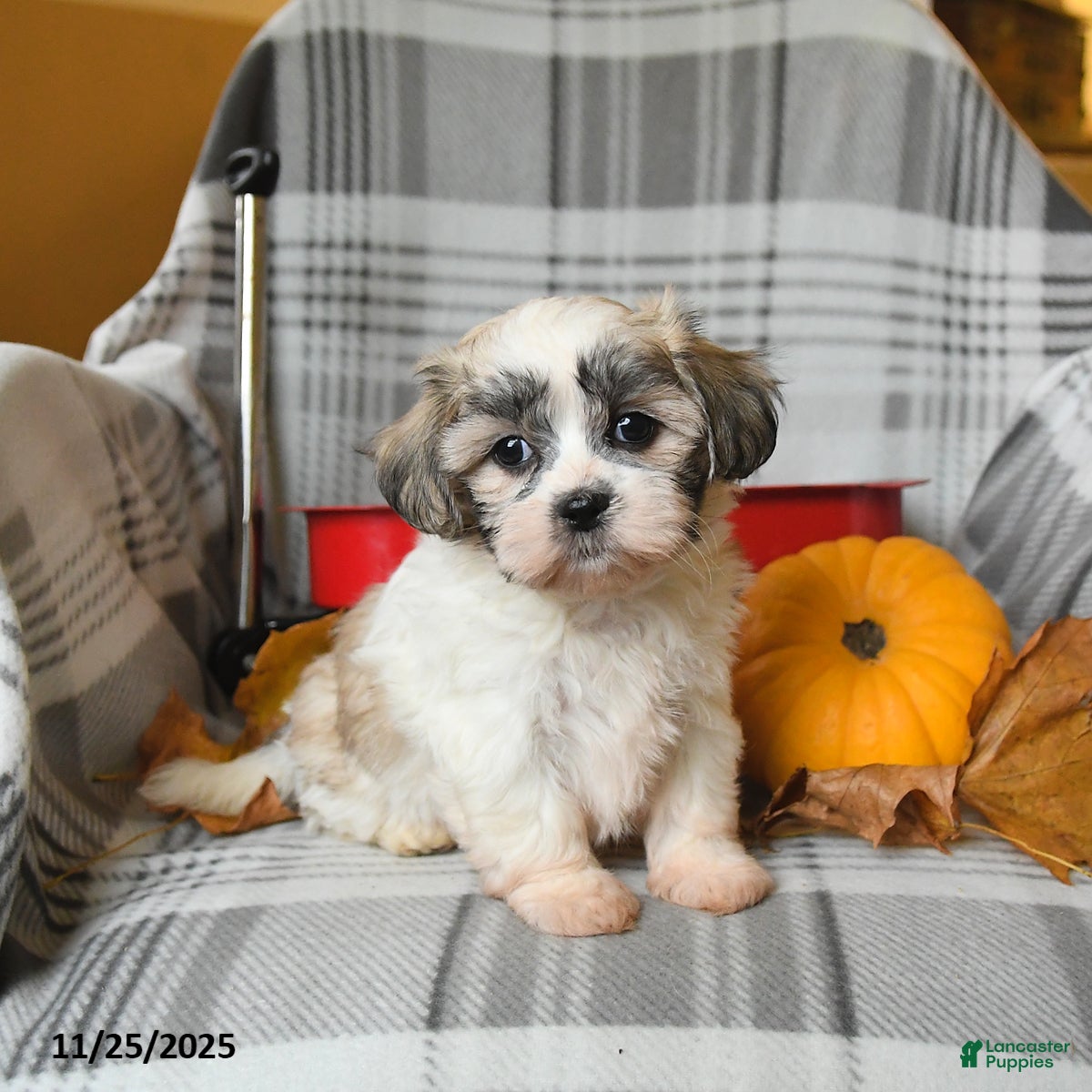 Malshi dogs Rocky - Ad 20