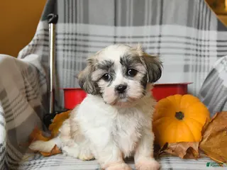 Malshi dogs Rocky - Ad 9