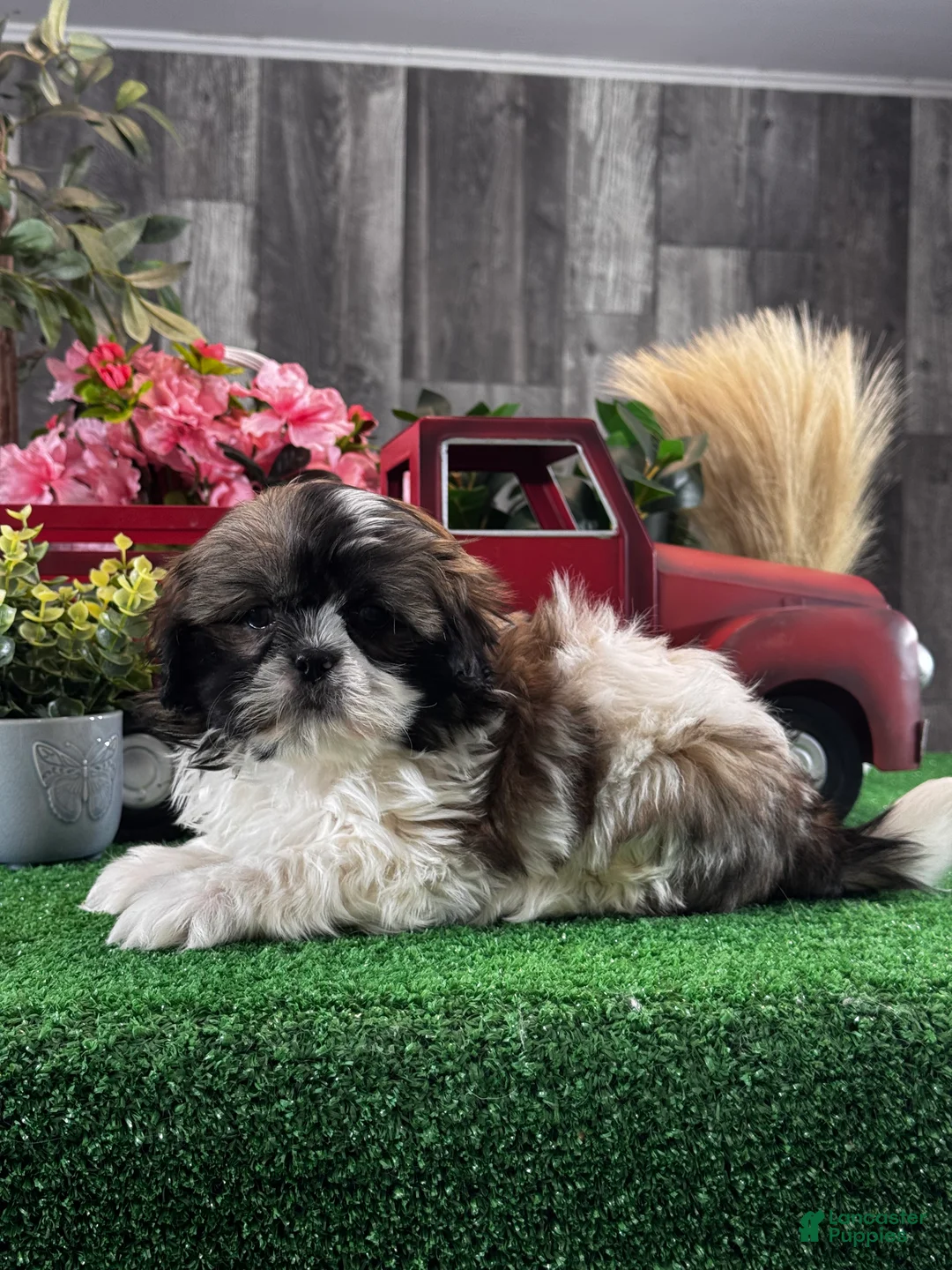 Shih Tzu dogs for sale: Saturn 🪐  - Ad 1