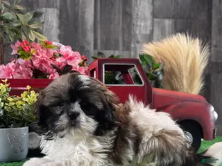 Shih Tzu dogs Saturn 🪐 - Ad 19