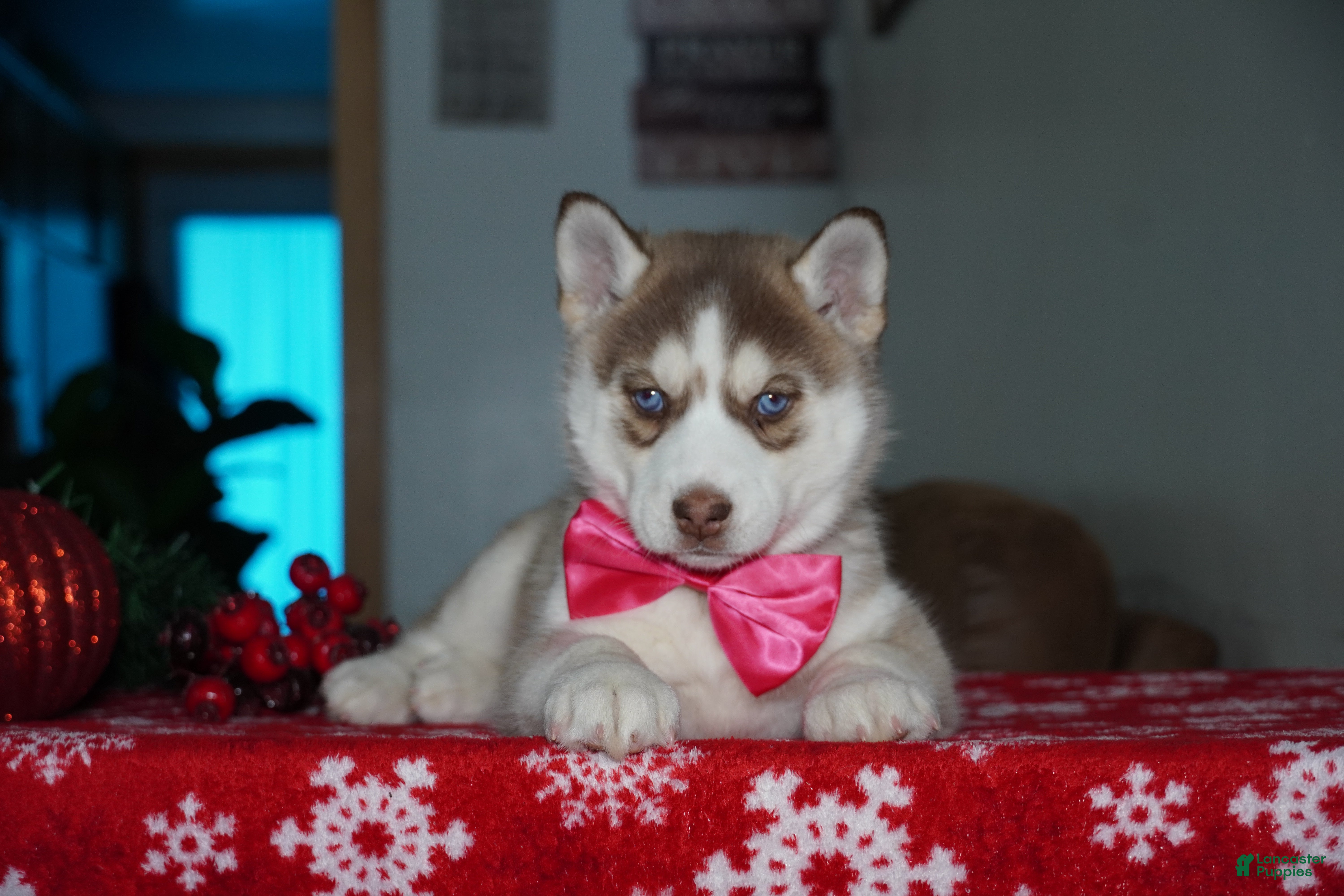 Siberian Husky dogs River - Ad 41