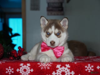 Siberian Husky dogs River - Ad 30