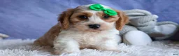 Cavachon dogs for sale: RANDY - Ad 9
