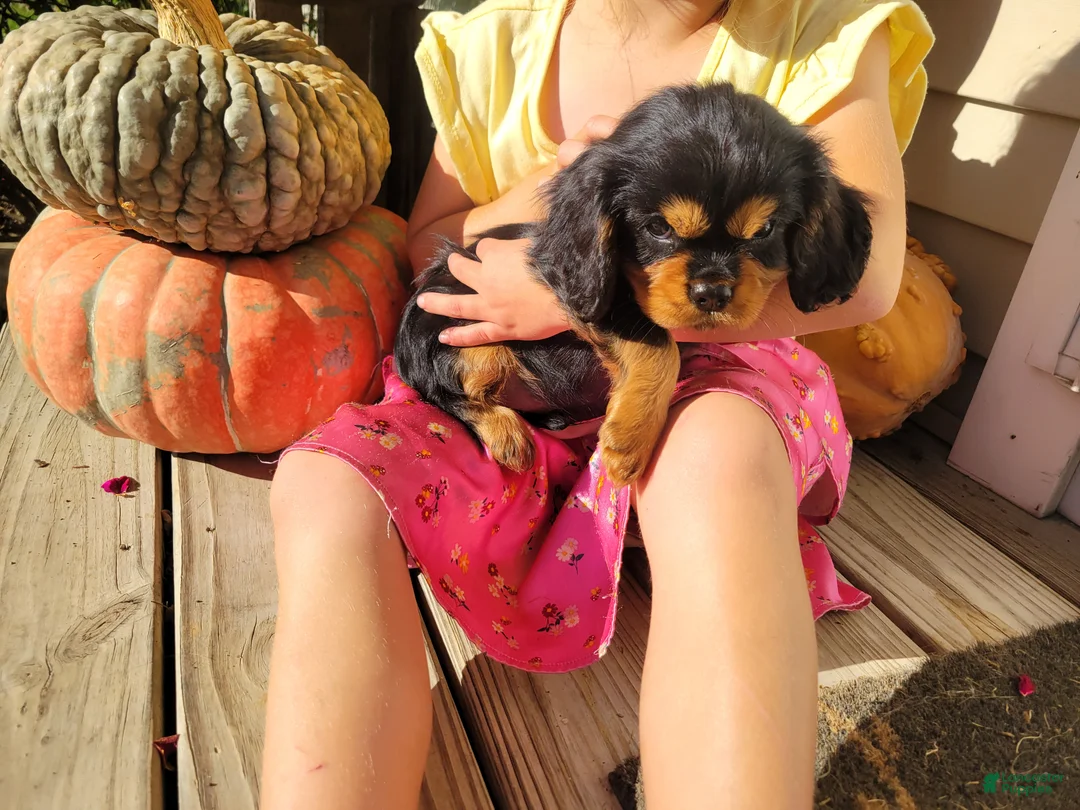 Cavalier King Charles Spaniel dogs for sale: Isaac - Ad 1