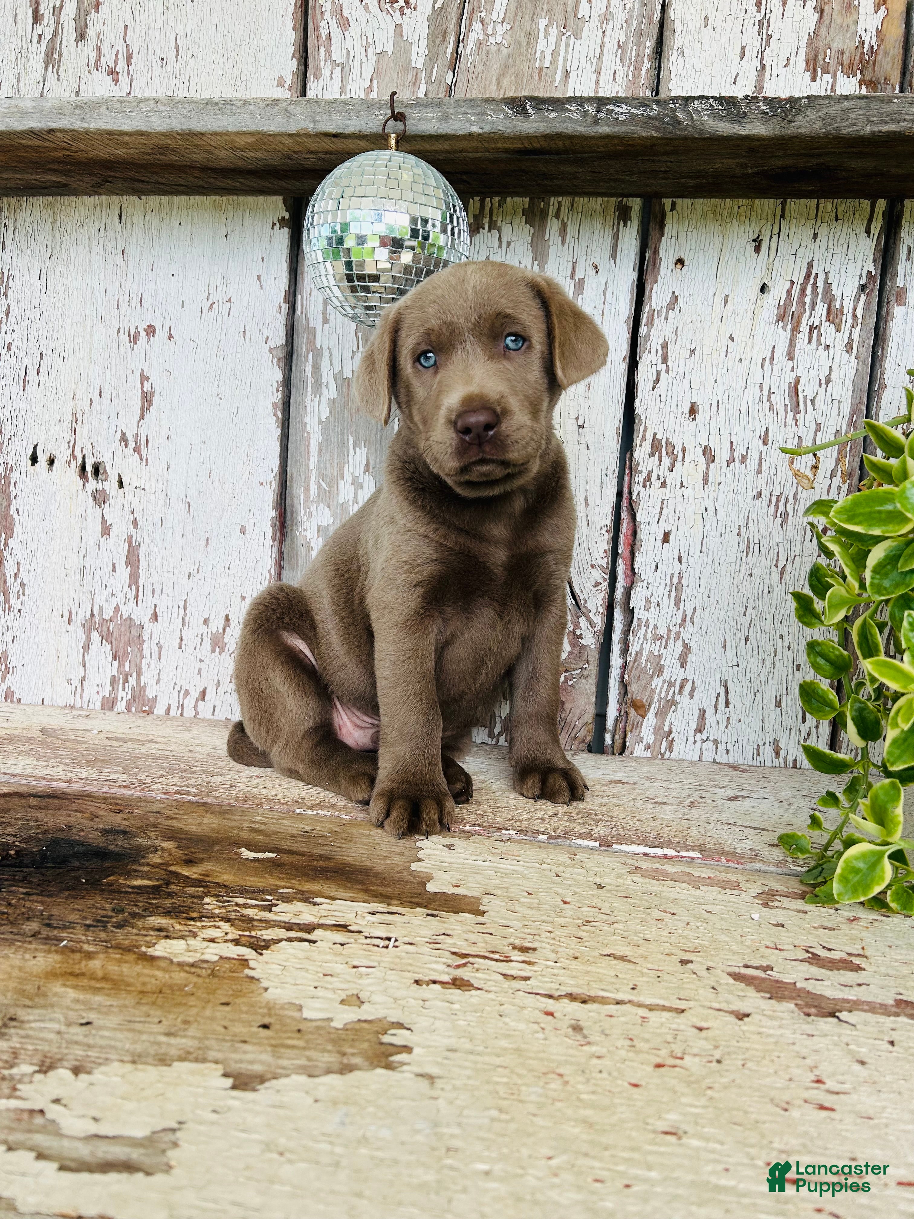 Labrador Retriever dogs Asher  - Ad 2