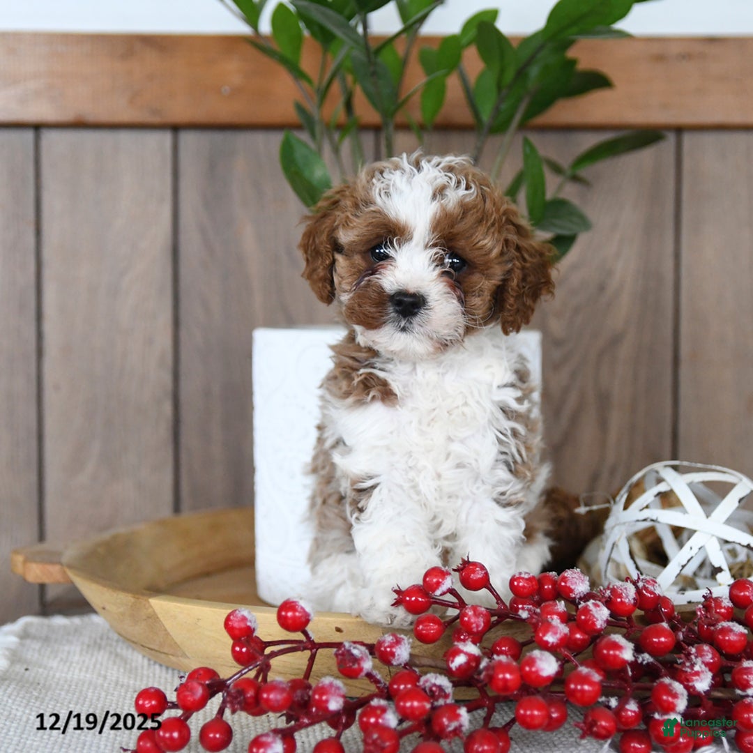 Cavapoo dogs for sale: Clover - Ad 4