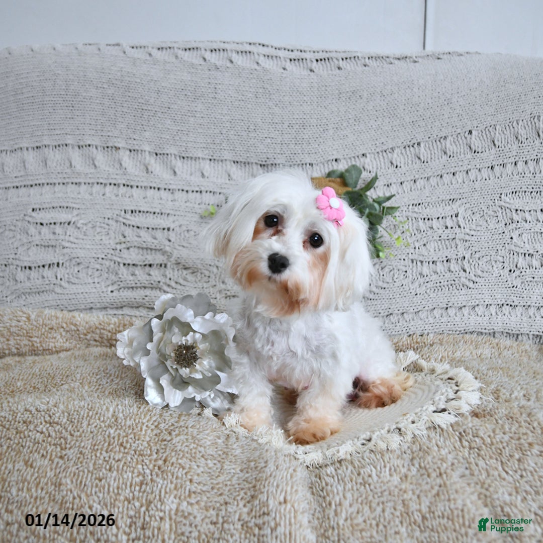 Maltese dogs for sale: Sweetheart EXTRA SMALL - Ad 6