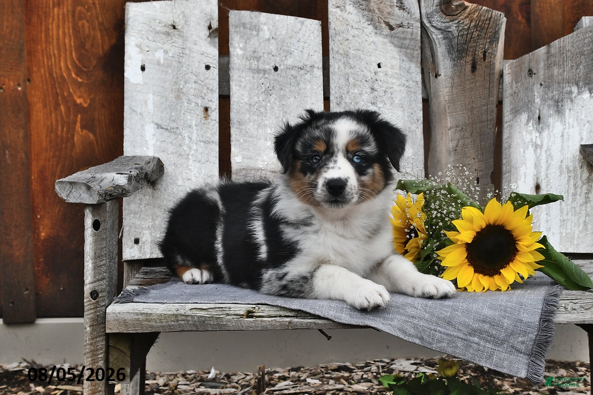Australian Shepherd dogs Kate - Ad 1