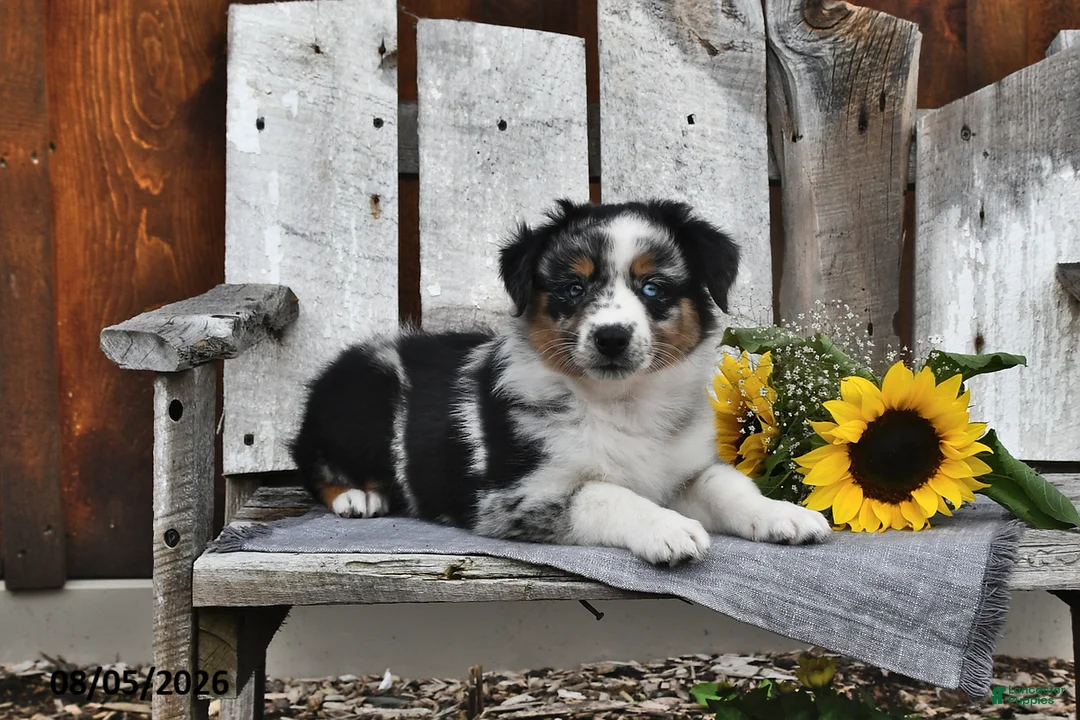 Australian Shepherd dogs for sale: Kate - Ad 1