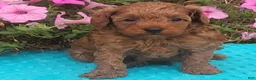 Toy Poodle dogs for sale: Scott  - Ad 2