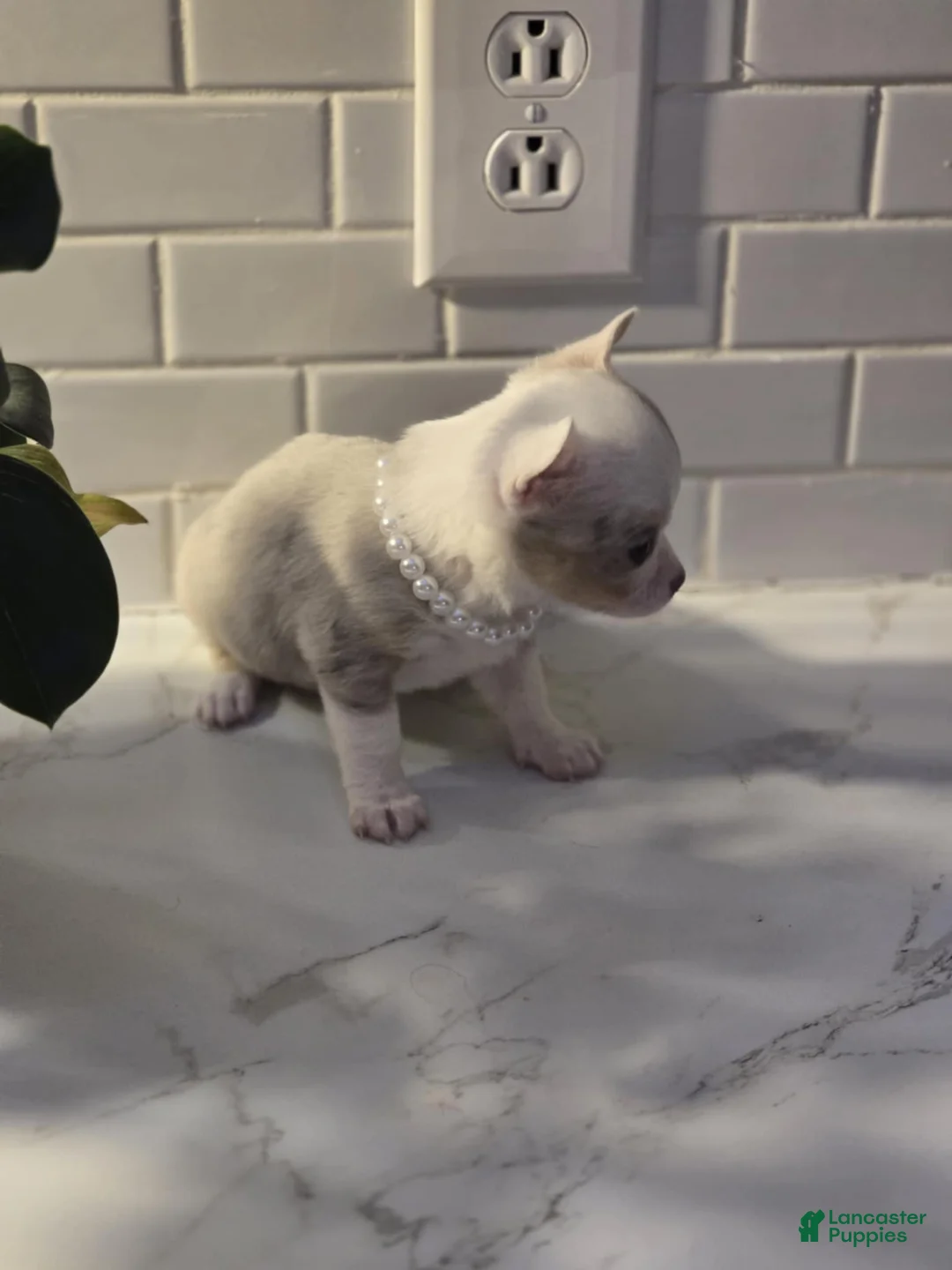 Chihuahua dogs for sale: lilly - Ad 8