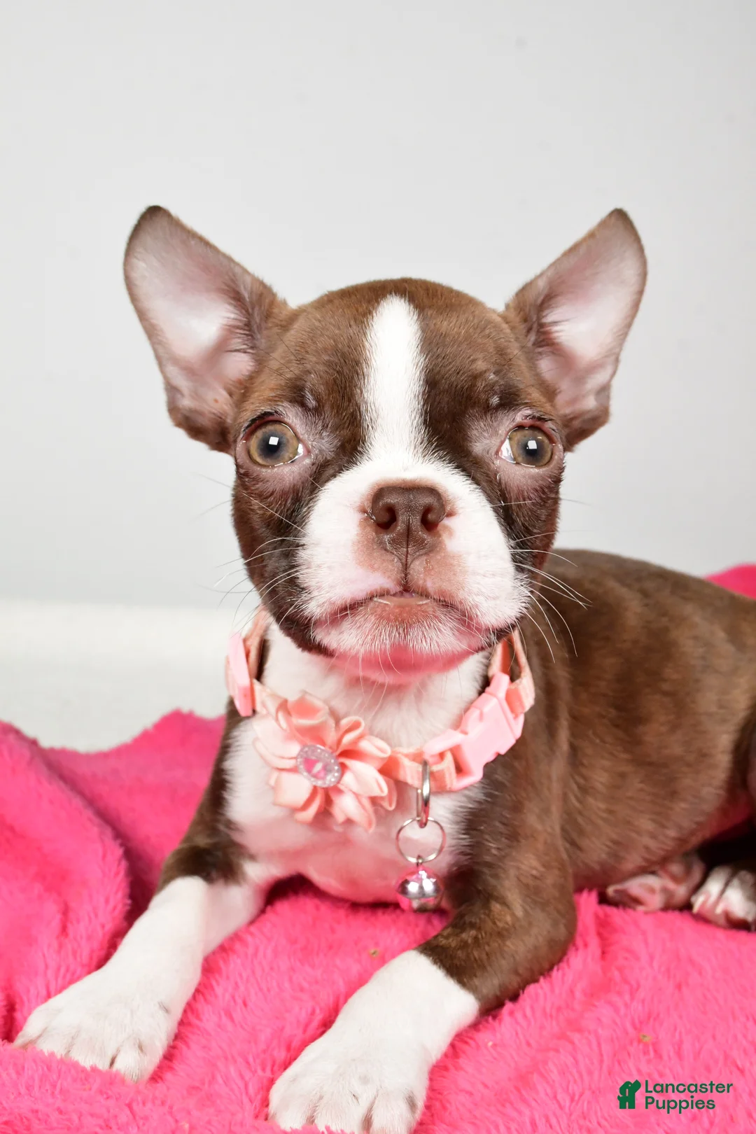 Boston Terrier dogs for sale: Ramona - Ad 3