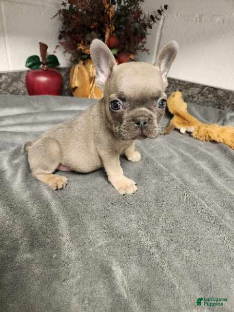 French Bulldog dogs Atlee - Ad 1