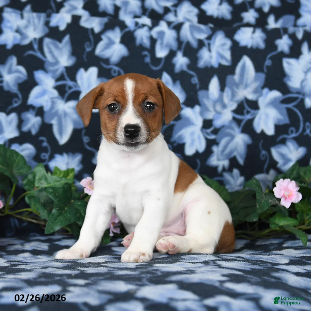 Jack Russell Terrier dogs for sale: Amber - Ad 1