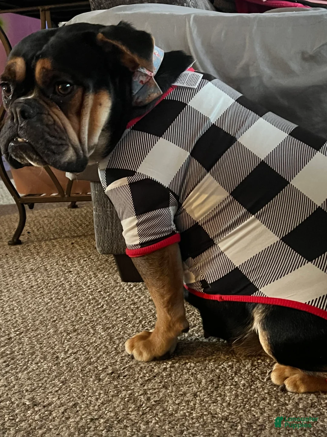 Gallery Image {{count}}