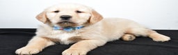 Golden Retriever dogs for sale: Jake - Ad 6