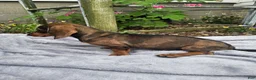 Miniature Dachshund dogs for sale: Maggie - Ad 6