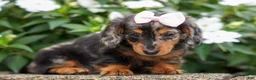 Miniature Dachshund dogs for sale:   Hailey 🎀 - Ad 7