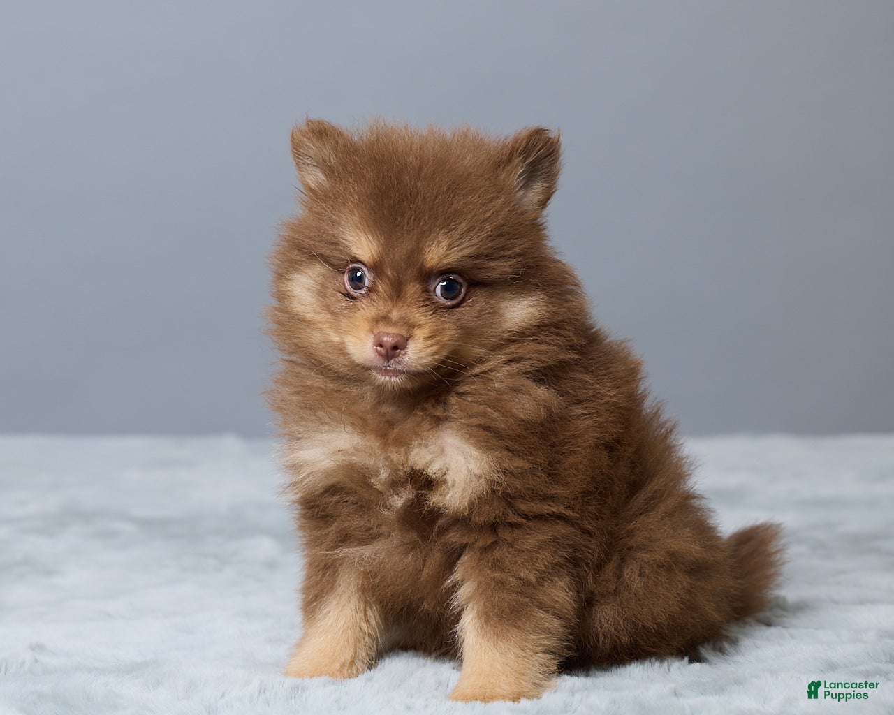 Pomeranian dogs Lyn - Ad 2