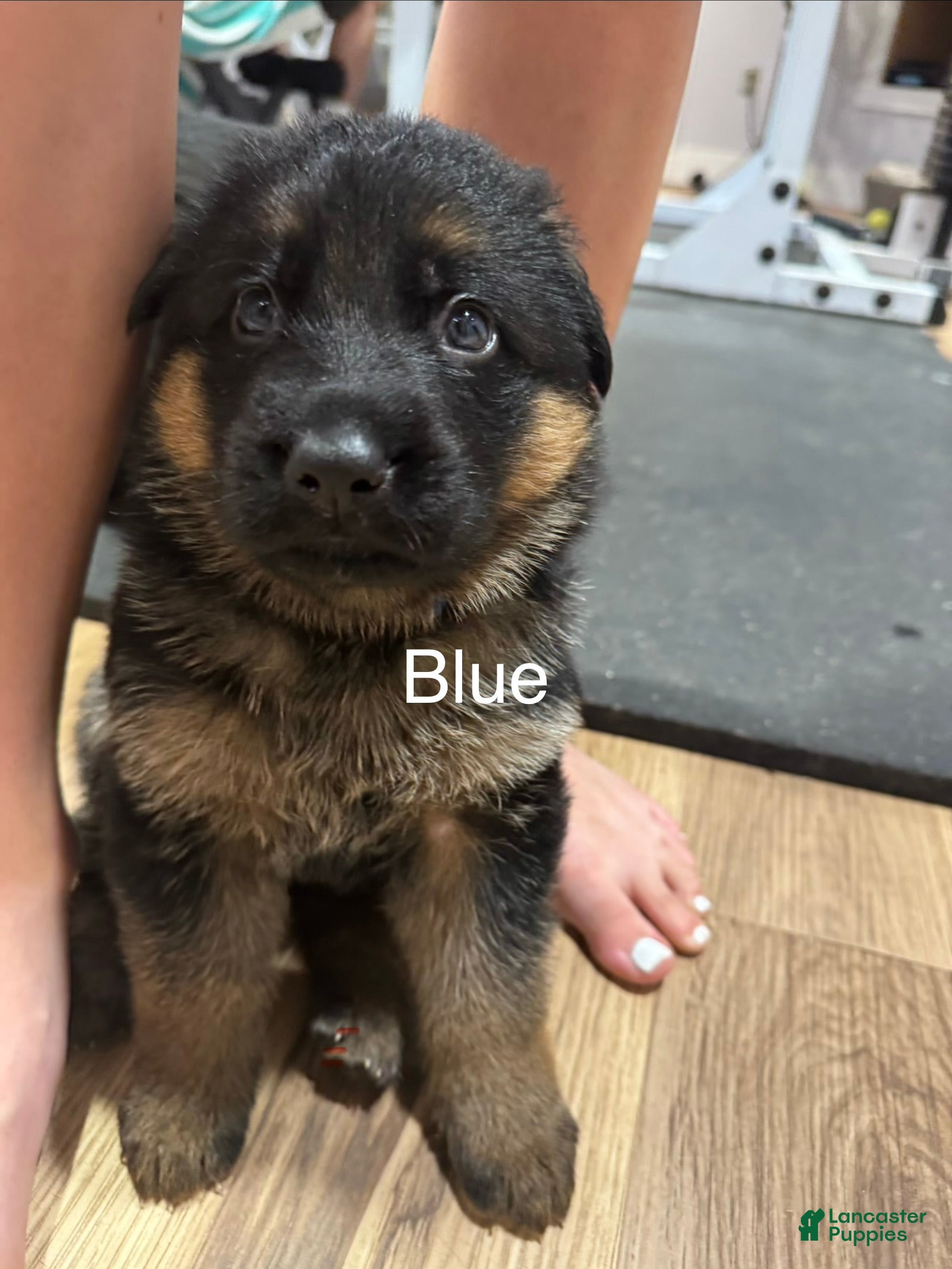 German Shepherd dogs Blue - Ad 1