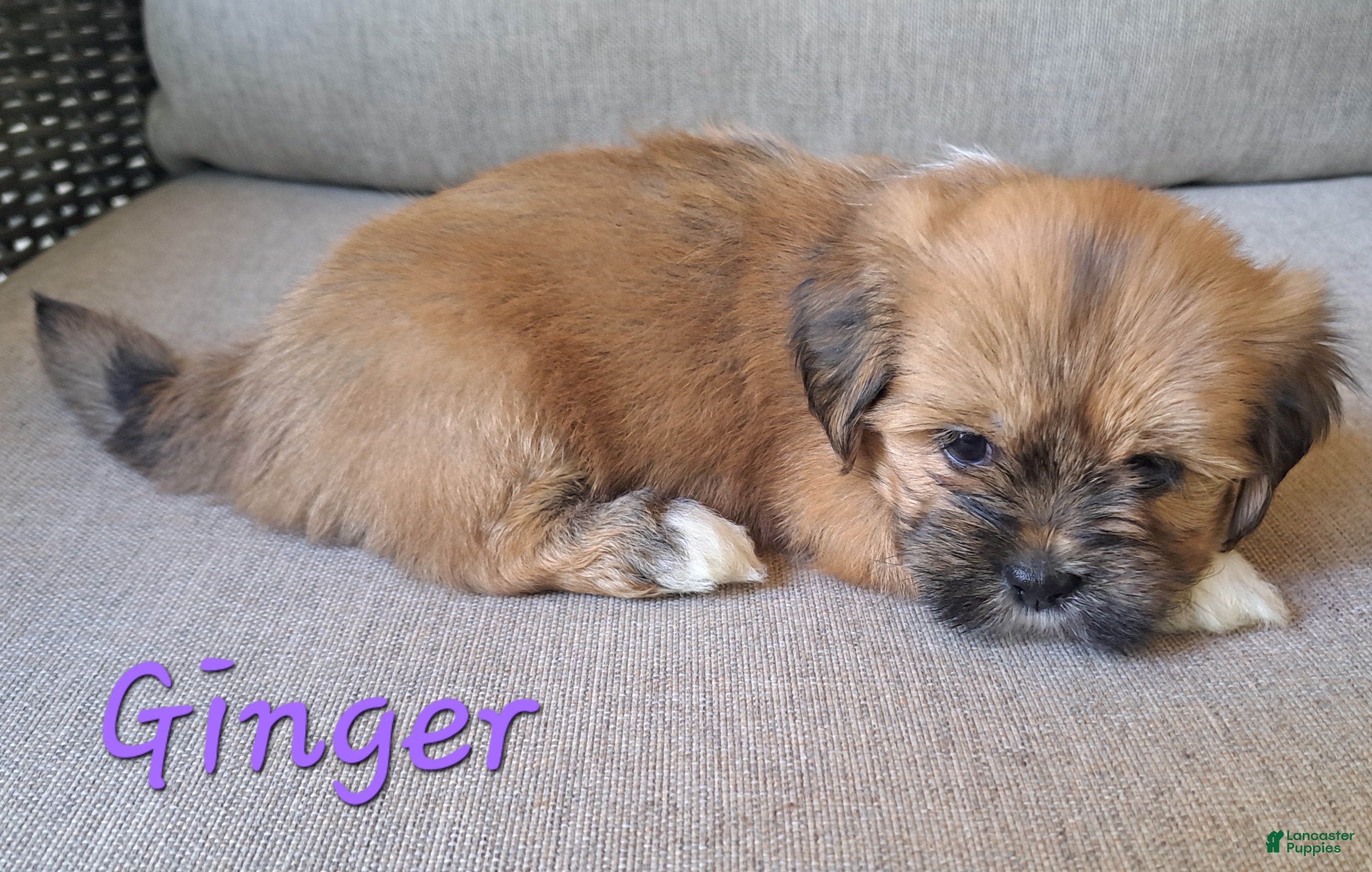 Lhasa Apso dogs Ginger - Ad 2