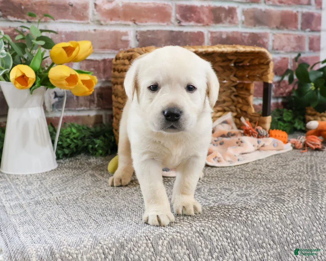 Labrador Retriever dogs for sale: Julian  - Ad 4